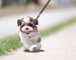 Teddy bear store yorkie puppies